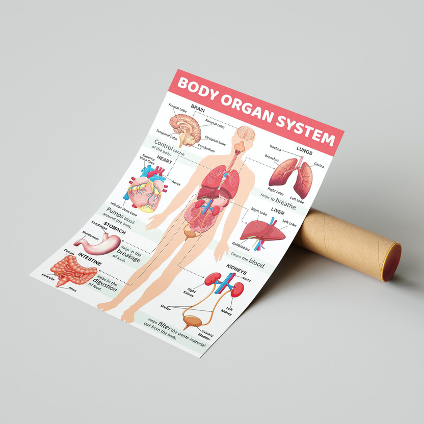 Body Organ System Wall Poster For Tution,Home,School Decor Vinayl Sticker Thick (13X19 inch) Paper Print(33.02 inch X 48.26 inch)