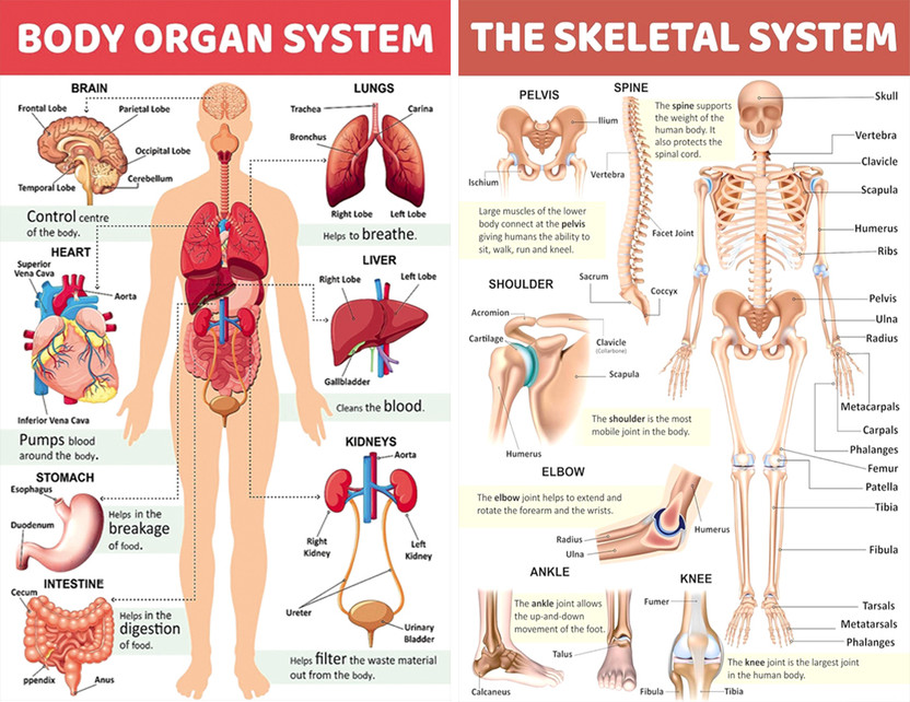 Body Organ with Skull Charts Poster For Tution,Home,School Decor Vinayl Sticker Pack of 2(13X19 inch) Paper Print(33.02 inch X 48.26 inch)