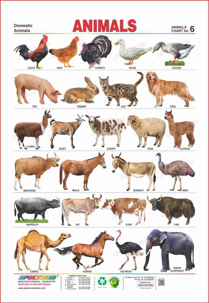 Spectrum Set of 3 Educational Wall Charts (English Alphabets, Wild Animals & Domestic Animals) Price in India - Buy Spectrum Set of 3 Educational Wall Charts (English Alphabets, Wild Animals & Domestic Spectrum Set of 3 Educational Wall Charts (English Alphabets, Wild Animals & Domestic Animals) Price in India - Buy Spectrum Set of 3 Educational Wall Charts (English Alphabets, Wild Animals & Domestic