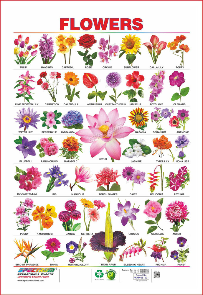 Flowers Name In Hindi And English Chart Best Flower Site