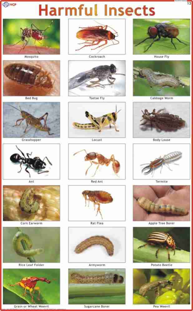 Beneficial Insects Chart