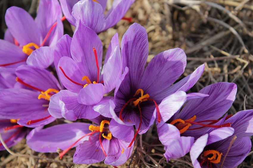 Saffron Crocus Flower Bulbs Best Flower Site