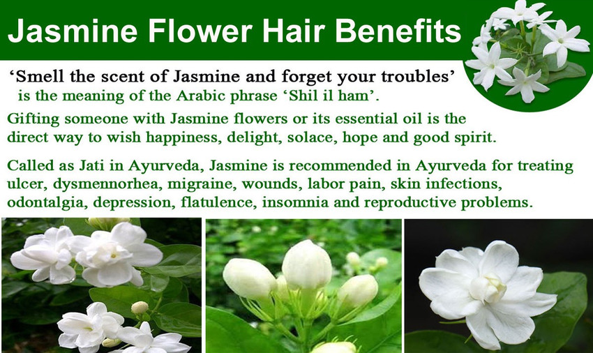 Discover 130+ jasmine oil benefits for hair best POPPY