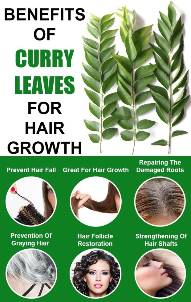 Curry Leaves For Hair Do this with curry leaves You will have Shiny  Healthy Black Hair  Amaravathi News Times
