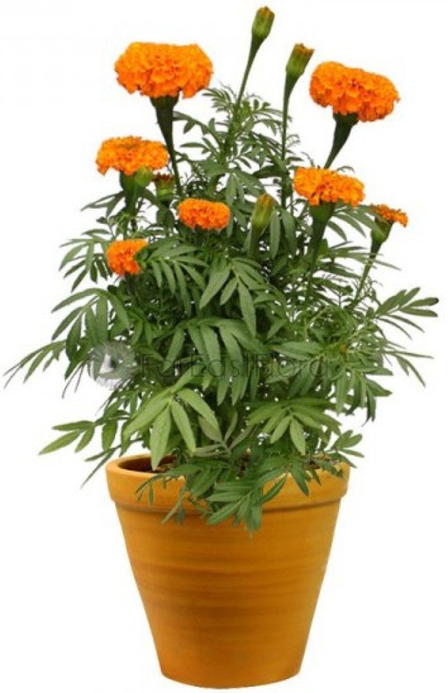 marigold plant in pot