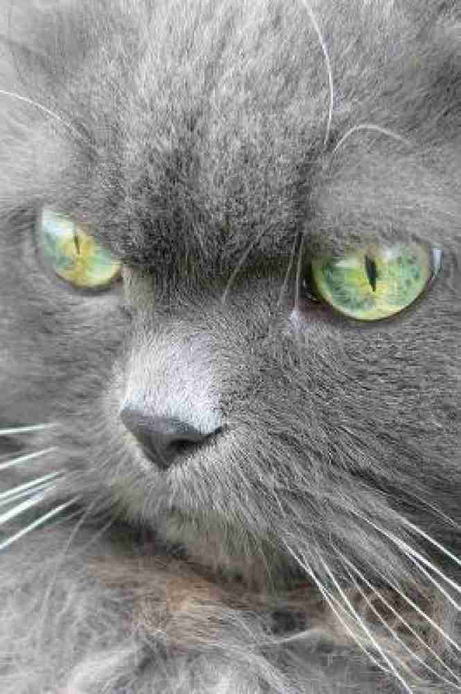persian cat green eyes
