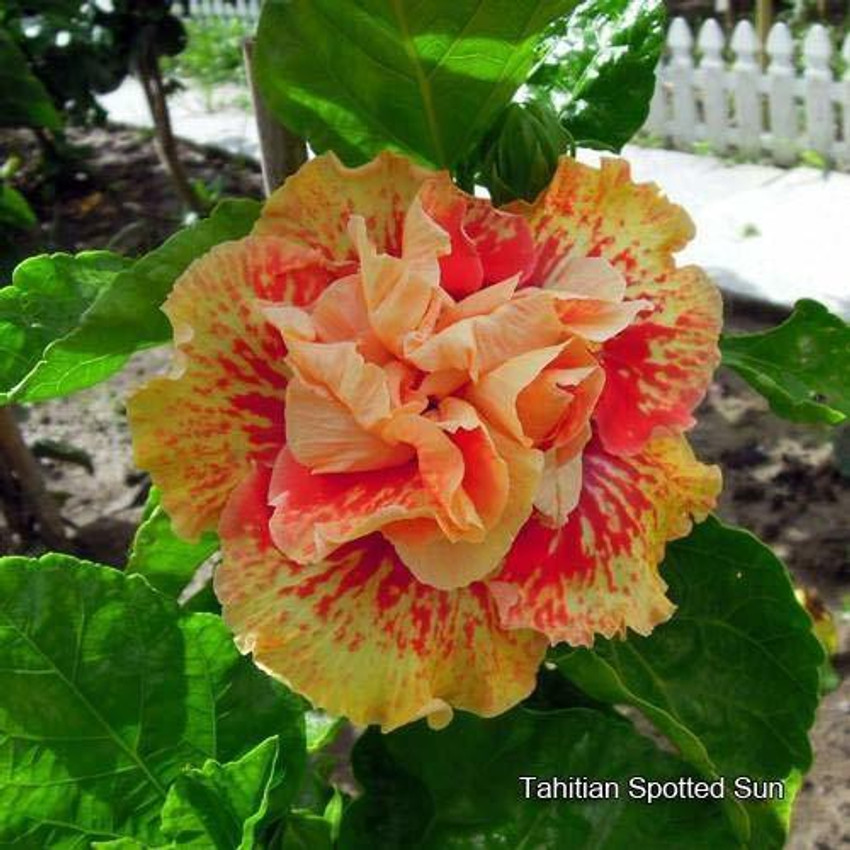 double-orange-hibiscus-flower