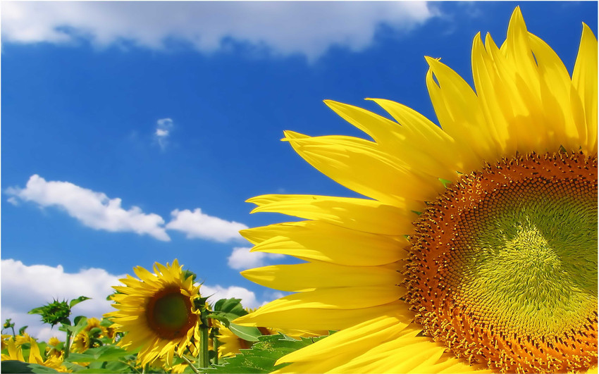 Flower Nature Big Size Flex Poster for Room B74 Paper Print - Nature, Decorative posters in India - Buy art, film, design, movie, music, nature and educational paintings/wallpapers at Flower Nature Big Size Flex Poster for Room B74 Paper Print - Nature, Decorative posters in India - Buy art, film, design, movie, music, nature and educational paintings/wallpapers at