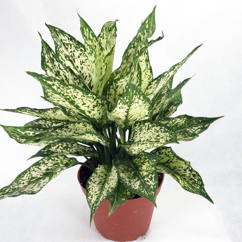 Aloginama Aglaonema Plant Price in India Buy Aloginama Aglaonema