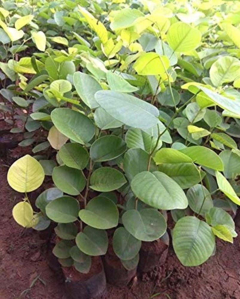 Vamsha Care Red Sandalwood Plant Price in India - Buy Vamsha Nature Red Sandalwood Plant online at Flipkart.com