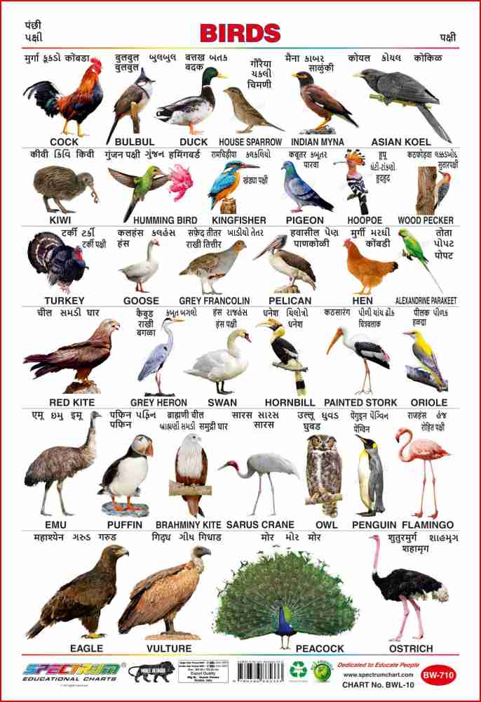 Spectrum Set of 5 Educational Large Wall Charts : ( Wild Animals , Birds ,  Fruits , Vegetables & Gujarati Barakhadi ) Price in India - Buy Spectrum  Set of 5 Educational