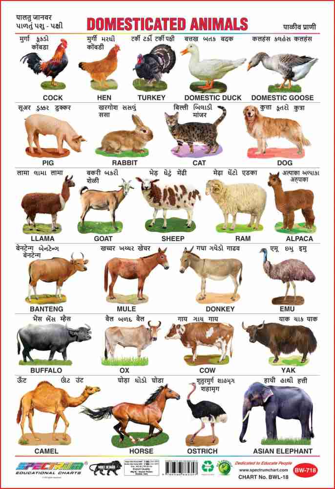 Spectrum Set of 5 Educational Large Wall Charts : ( Wild Animals , Domestic  Animals , Fruits , Vegetables & Amphibians & Reptiles ) Price in India -  Buy Spectrum Set of