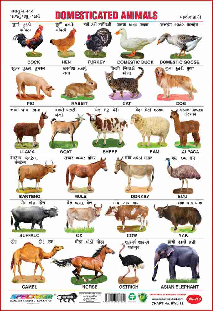 Spectrum Set of 5 Educational Large Wall Charts : ( Wild Animals , Domestic Animals , Fruits , Vegetables & Amphibians & Reptiles ) Price in India - Buy Spectrum Set of Spectrum Set of 5 Educational Large Wall Charts : ( Wild Animals , Domestic Animals , Fruits , Vegetables & Amphibians & Reptiles ) Price in India - Buy Spectrum Set of