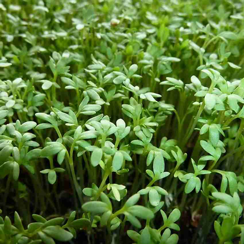 Herb Seeds - 'Pepper Cress