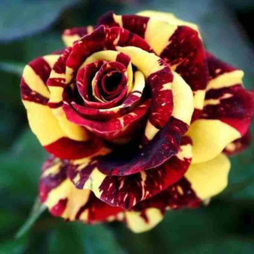 Red Tiger Rose