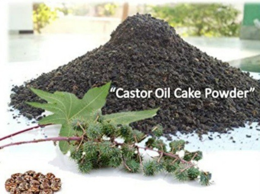 Castor Oil Cake: An Organic Fertilizer