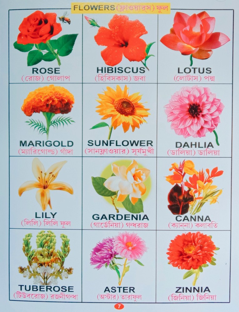 Five Flowers Name In Sanskrit With Pictures | Best Flower Site