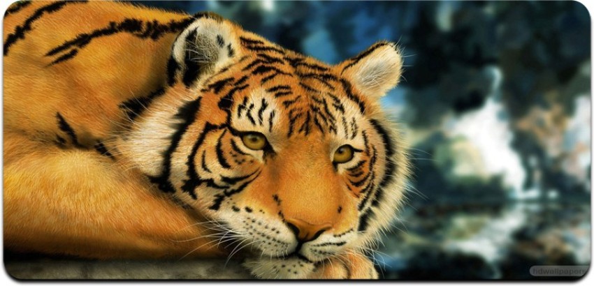 600+] Tiger Wallpapers | Wallpapers.com