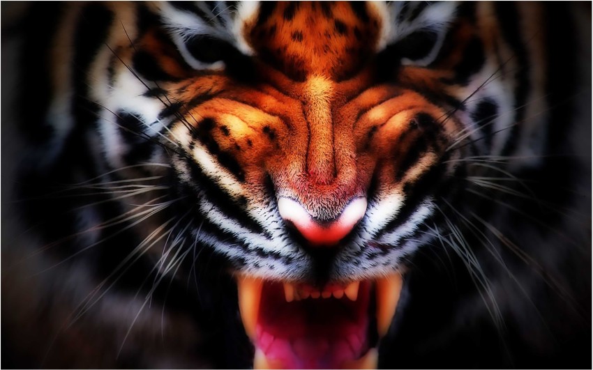 Tiger Face Print Wallpaper