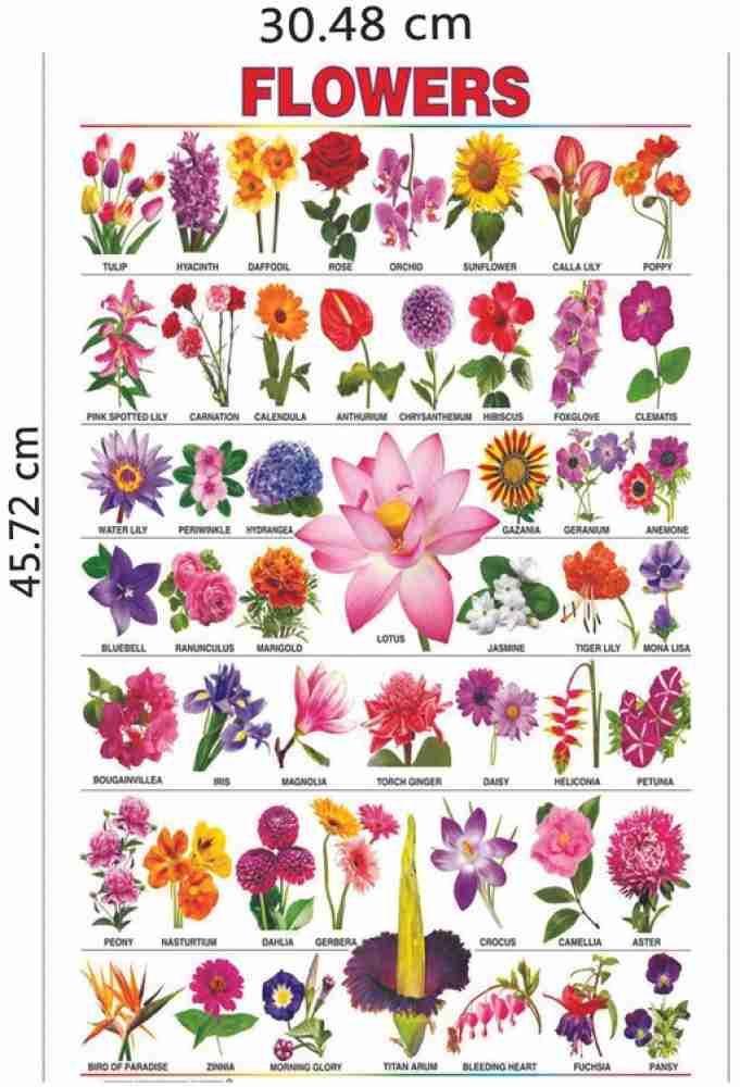 Flowers Images For Drawing With Names | Best Flower Site