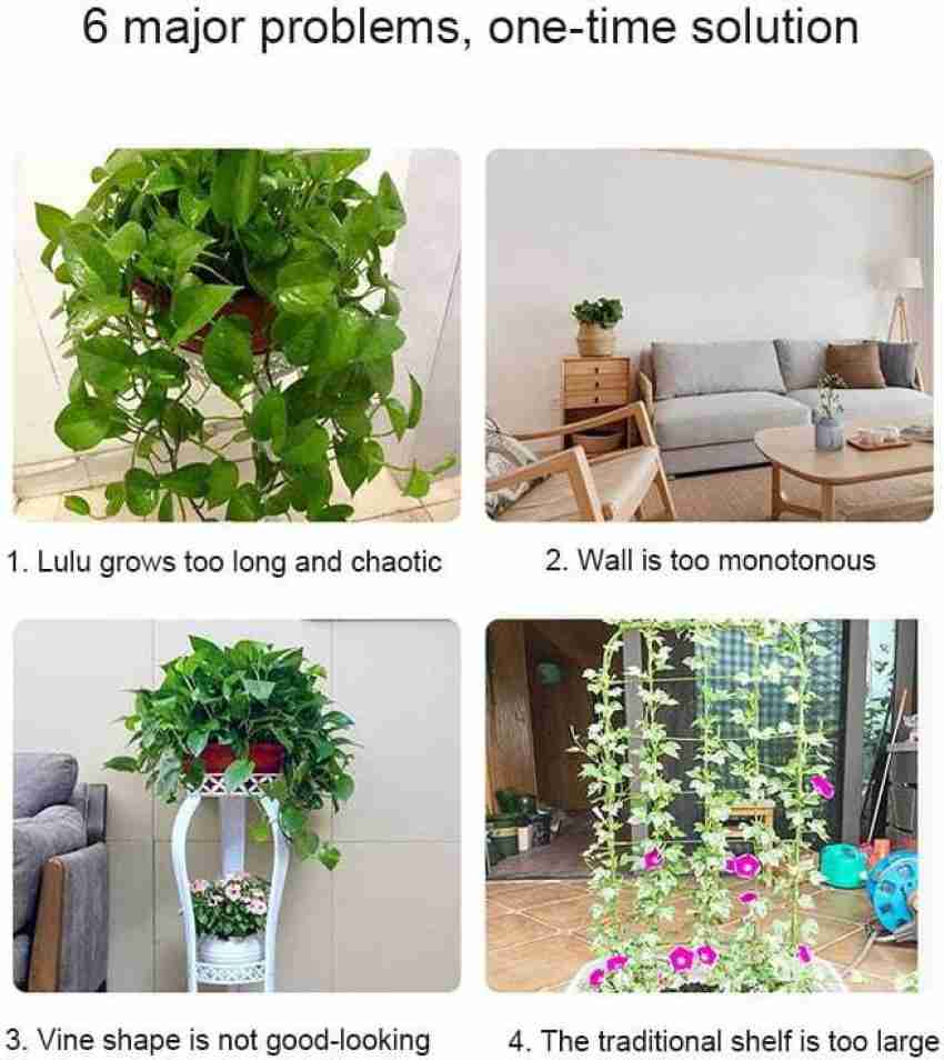 20 Best Creeper Plants  Buy Creeper plants at