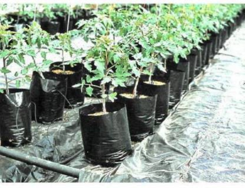 Grow Bags  Buy Online with the Best Prices in India