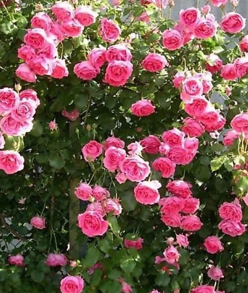 Bee Green Rose Plant Price in India - Buy Bee Green Rose Plant ...