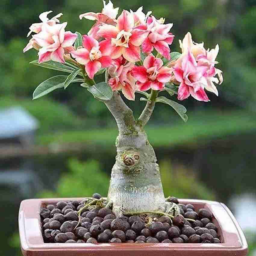 Mixed Color Desert Rose Seeds  Easy to Grow Adenium Obesum - Exotic Bonsai  Plant (20 Seeds) 