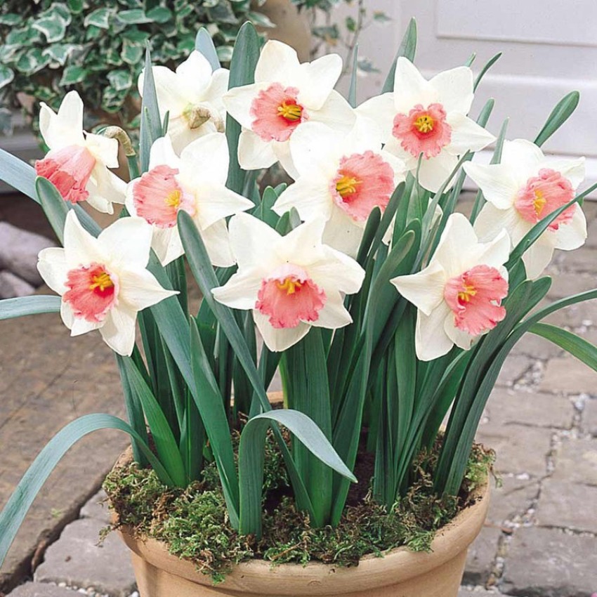 Pink Daffodil Collection