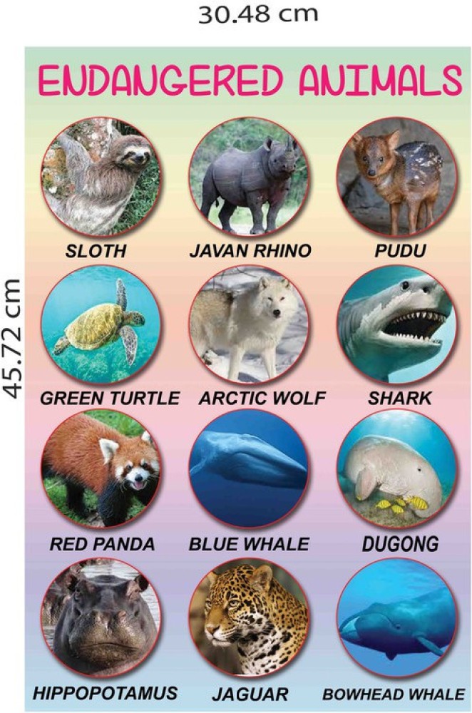 Learning Poster for Decoration|Endangered Animals Name Poster|Kids  Educational Poster For Wall|Poster For Play School, Kindergarten, Class  room|Wall Decor Item|High Resolution 300 GSM Poster Paper Print -  Educational, Children, Decorative posters in ...