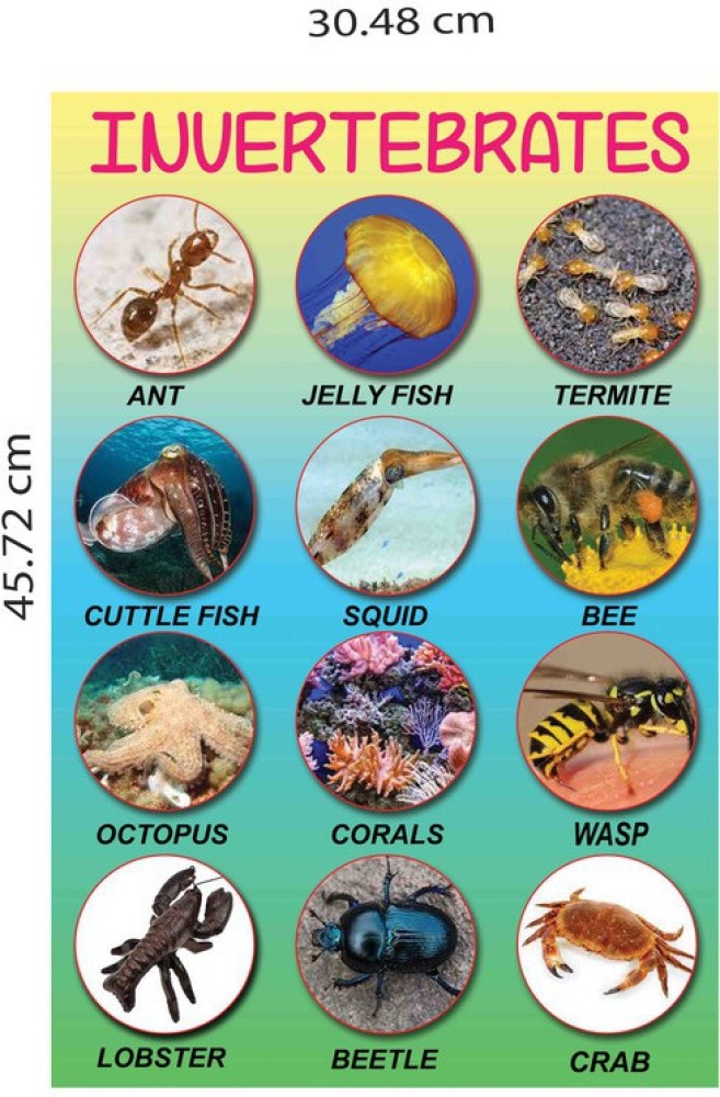 Kids Learning Chart|Invertebrates Animals Poster|Kids Educational Wall  Poster|Unframed Poster For Play School, Kids Room, Classroom|Wall Decor  Item|High Resolution 300 GSM Poster Paper Print - Educational posters in  India - Buy art, film,
