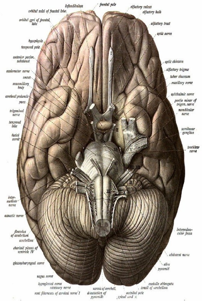 Smoky Design anatomy brain head medical Wallpaper Poster Price in India -  Buy Smoky Design anatomy brain head medical Wallpaper Poster online at  