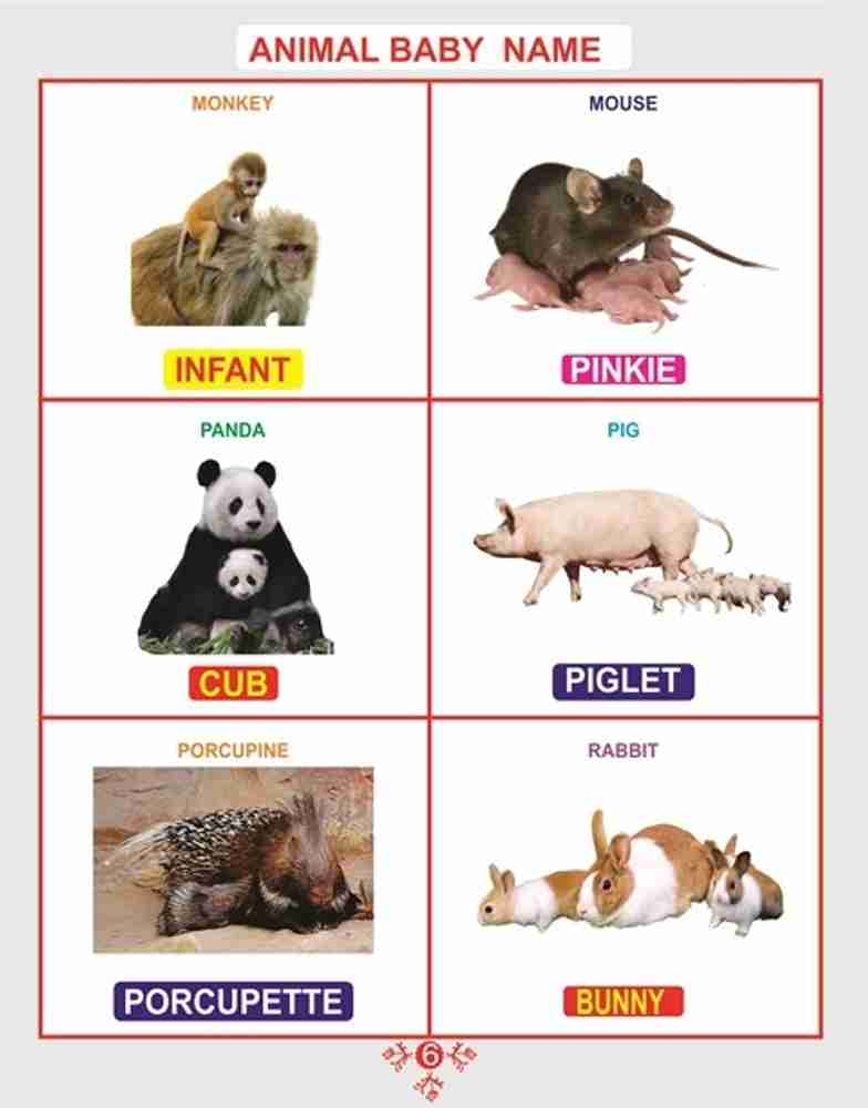 BOOKS OF ANIMAL BABY NAME , HOUSE NAME, SOUND NAME, GROUP NAME AND MALE FEMALE NAME WITH PICTURE FOR CHILDREN (BOOKS), 48 ANIMALS EACH BOOK (ENGLISH) - Children Early Learning Book: Buy BOOKS OF ANIMAL BABY NAME , HOUSE NAME, SOUND NAME, GROUP NAME AND MALE FEMALE NAME WITH PICTURE FOR CHILDREN (BOOKS), 48 ANIMALS EACH BOOK (ENGLISH) - Children Early Learning Book: Buy