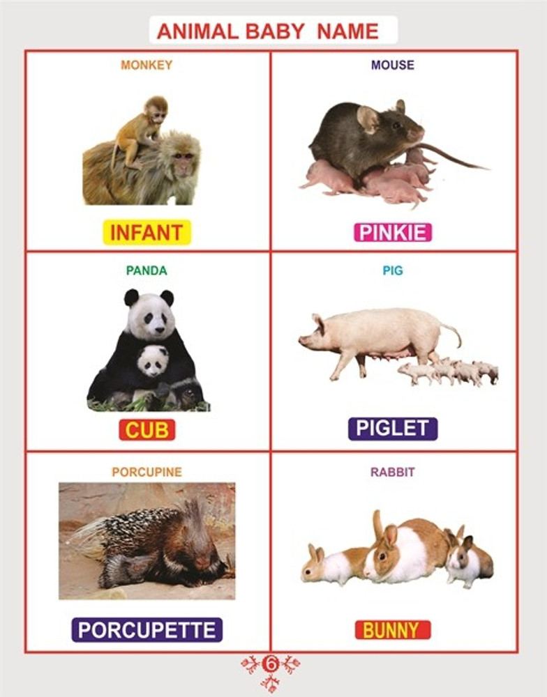 BOOKS OF ANIMAL BABY NAME , HOUSE NAME, SOUND NAME, GROUP NAME AND MALE  FEMALE NAME WITH PICTURE FOR CHILDREN (BOOKS), 48 ANIMALS EACH BOOK  (ENGLISH) - Children Early Learning Book: Buy