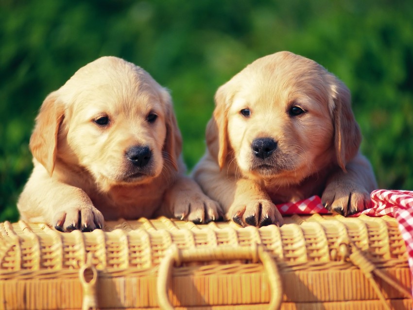Dog puppies golden retrievers HD wallpaper download