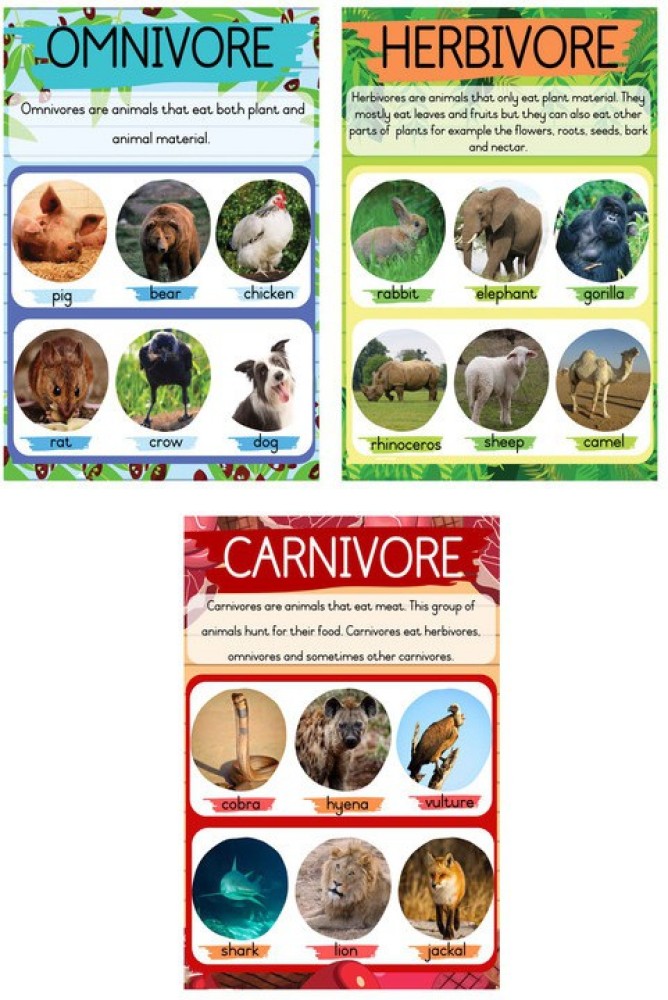 Omnivores Herbivores Carnivores Chart