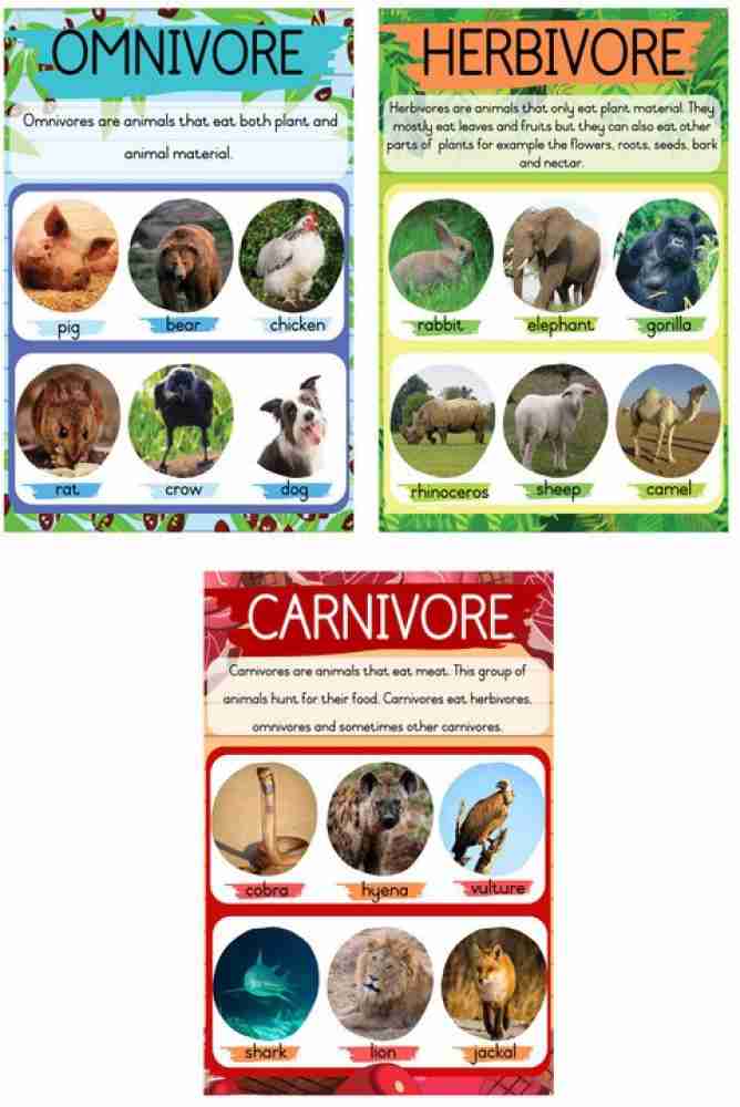 omnivores herbivores carnivores chart