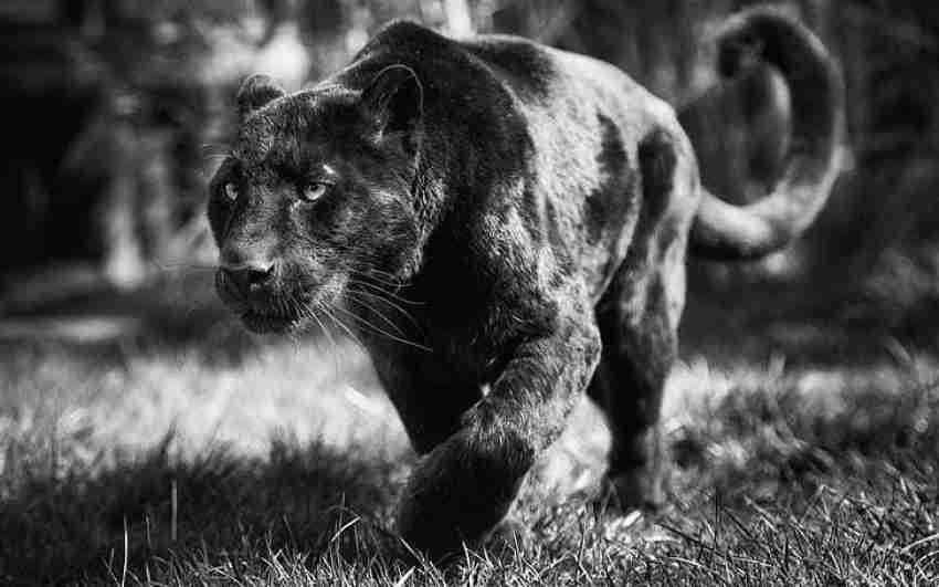 black panther attacking