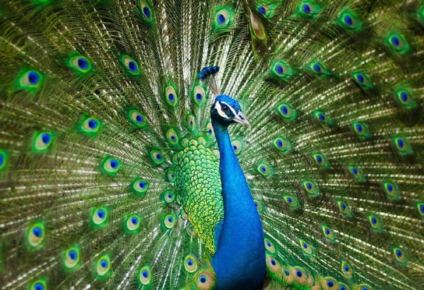 Peacock iPhone Wallpapers  Top Free Peacock iPhone Backgrounds   WallpaperAccess