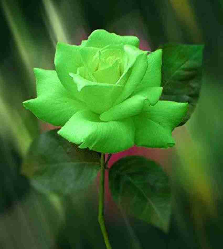 GURVEPLANTATIONI Rose Plant Price in India - Buy GURVEPLANTATIONI ...