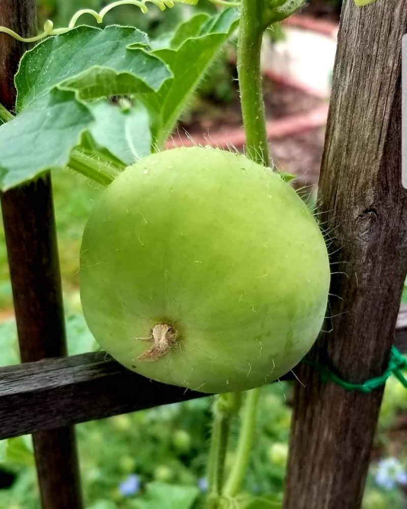 Green Round Gourds