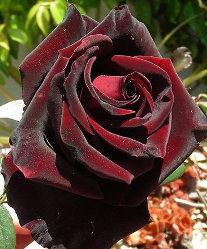 Black Rose Flower Plant In India Best Flower Site