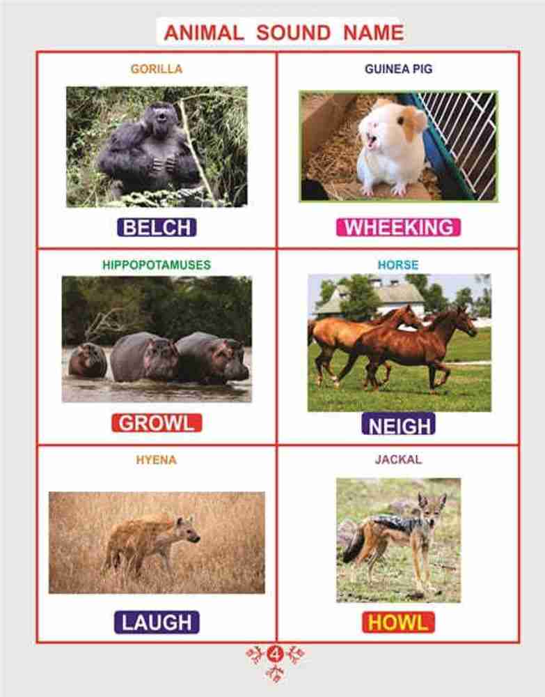 BOOKS OF ANIMAL BABY NAME , HOUSE NAME, SOUND NAME, GROUP NAME AND MALE FEMALE NAME WITH PICTURE FOR CHILDREN (BOOKS), 48 ANIMALS EACH BOOK (ENGLISH) - Children Early Learning Book: Buy BOOKS OF ANIMAL BABY NAME , HOUSE NAME, SOUND NAME, GROUP NAME AND MALE FEMALE NAME WITH PICTURE FOR CHILDREN (BOOKS), 48 ANIMALS EACH BOOK (ENGLISH) - Children Early Learning Book: Buy