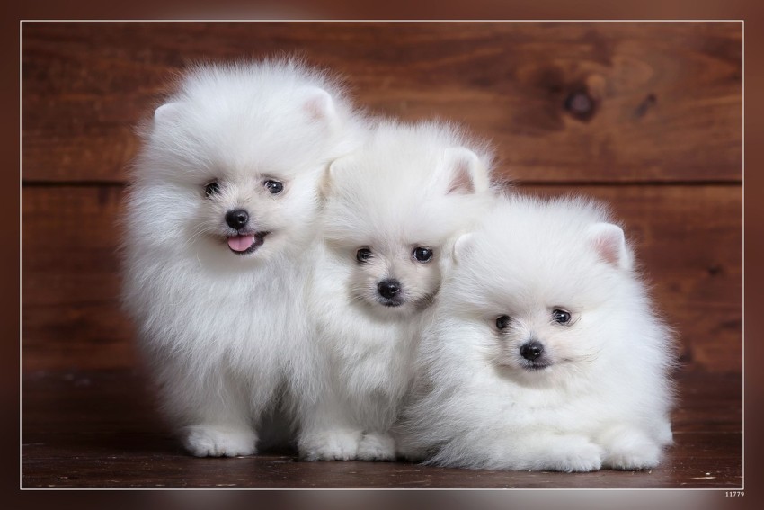 White Fluffy Spitz Three Small Dogs White Puppies Pomeranian Cute ...