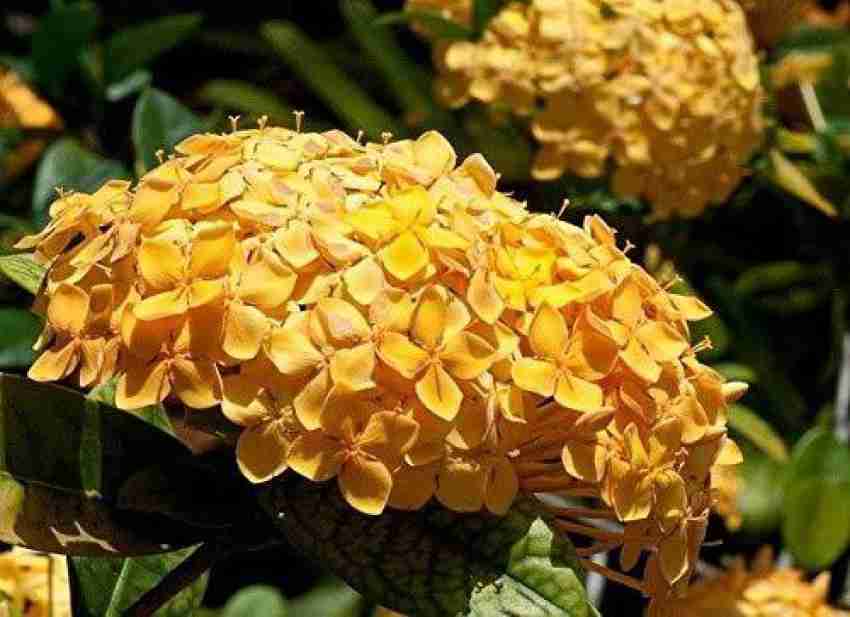NATURE WISE YOU Ixora Mini Pink Flowering Plant Price in India - Buy NATURE  WISE YOU Ixora Mini Pink Flowering Plant online at Shopsy.in