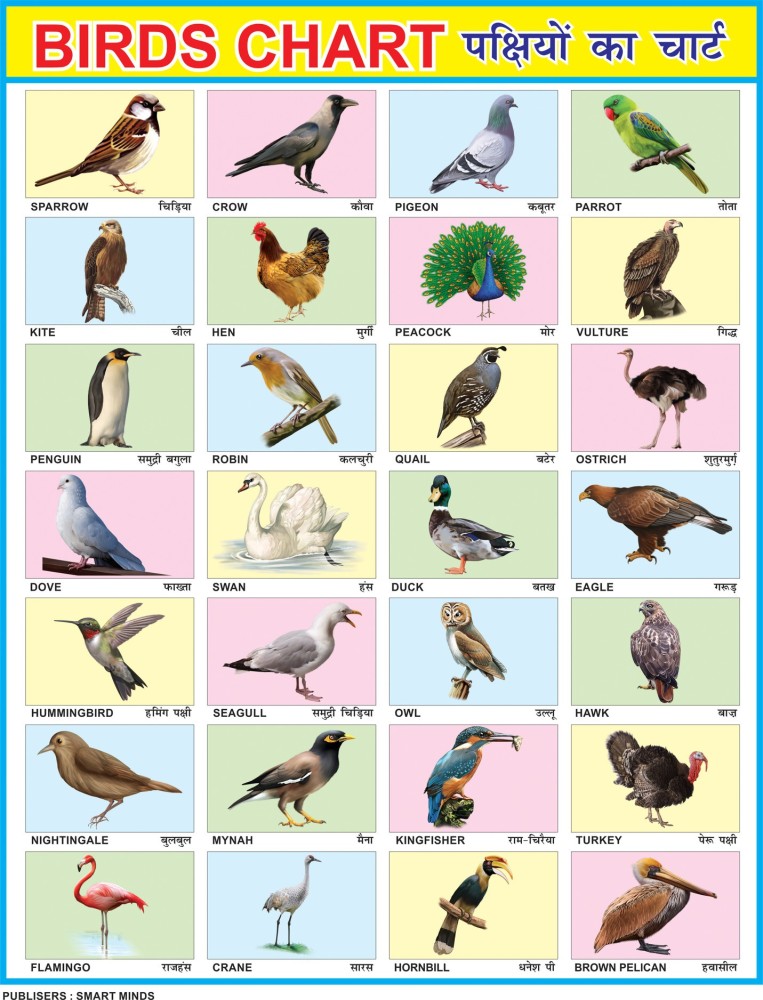 Birds Name And Sound In Hindi