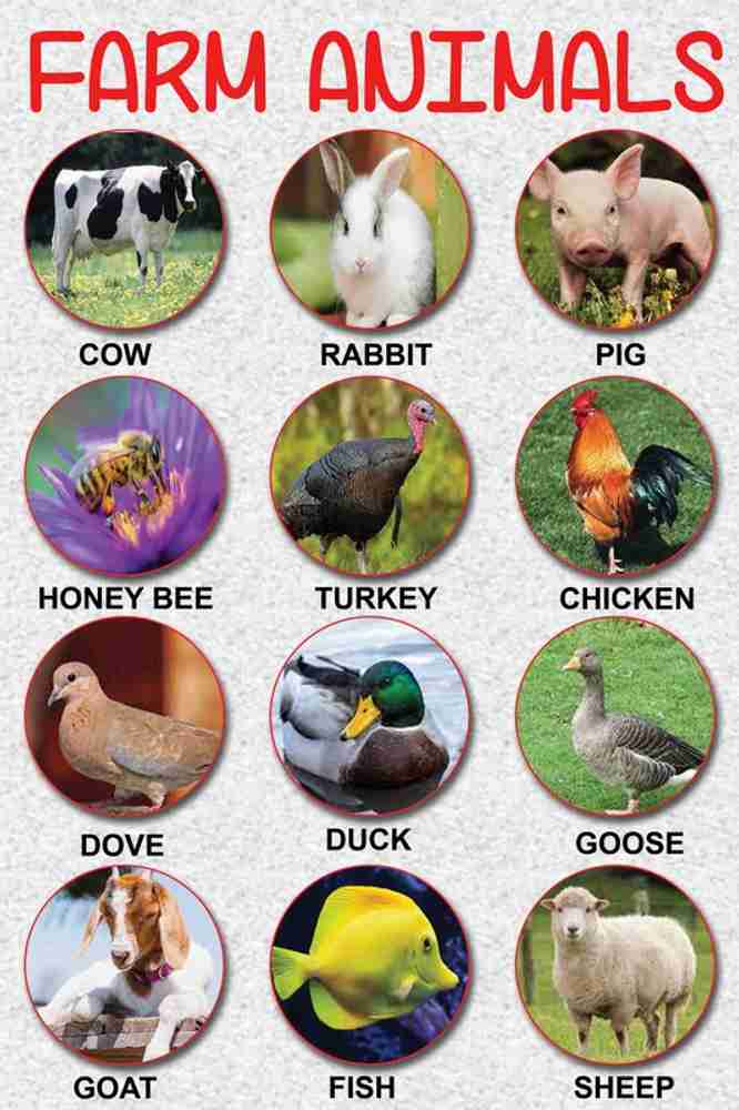 Farm Animals Name Sticker Poster For Learning|Pack Of 1 Sticker|Wall Sticker Poster for Kids Room, Study Room, Kindergarten|Interior Decor Paper Print - Educational, Decorative posters in India - Buy art, film, design, Farm Animals Name Sticker Poster For Learning|Pack Of 1 Sticker|Wall Sticker Poster for Kids Room, Study Room, Kindergarten|Interior Decor Paper Print - Educational, Decorative posters in India - Buy art, film, design,