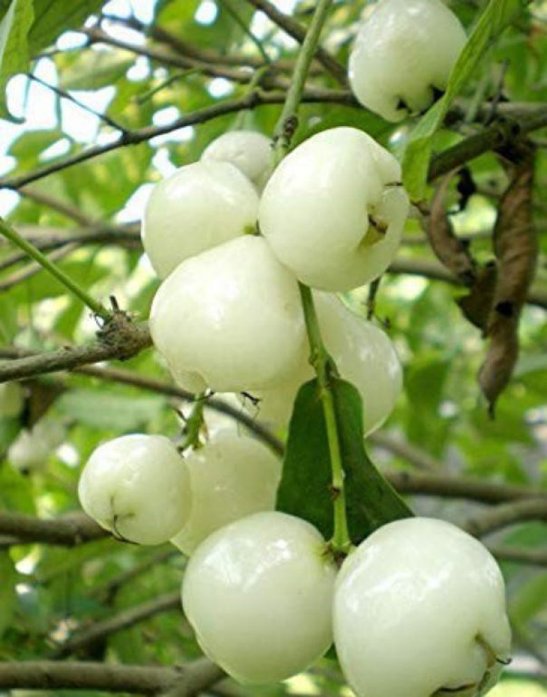 Bijaya Online Store Wax Apple White Wax Fruit Price in India - Buy