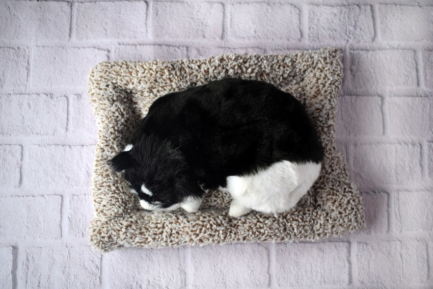 black and white plush cat