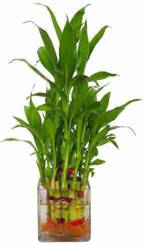 Lucky Bamboo Plant Layer | edu.svet.gob.gt